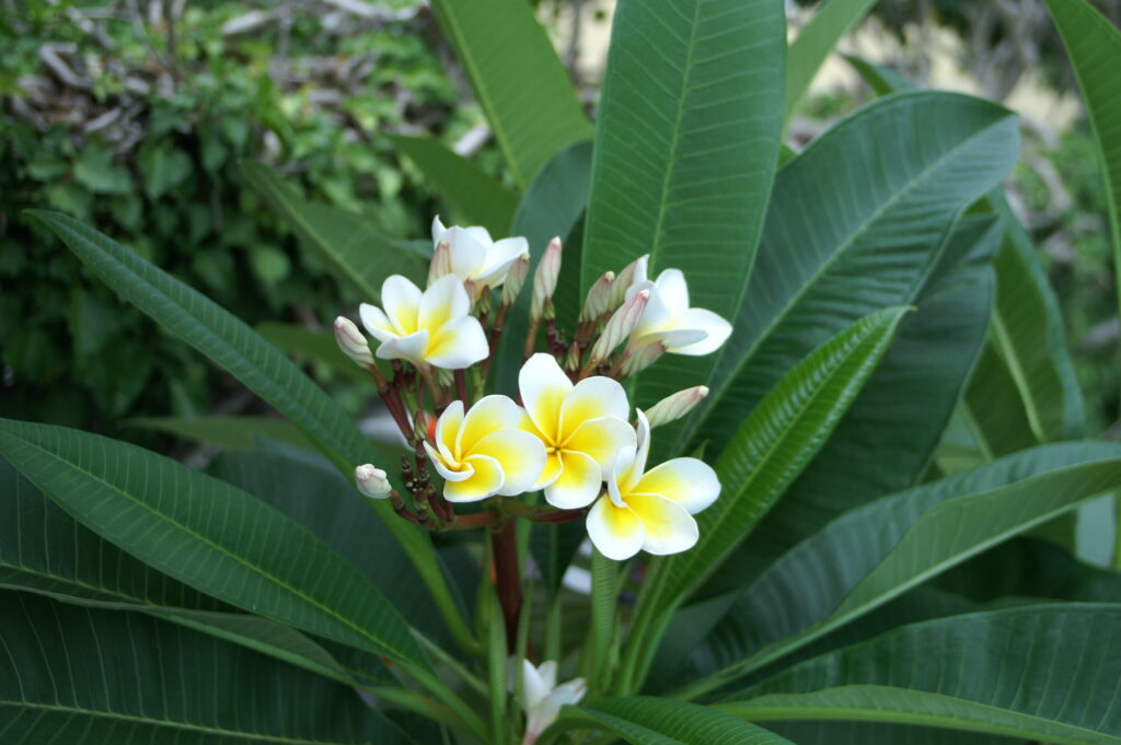 Uno tra i tanti fiori di Frangipane facente parte della collezione privata in oasi tropicale