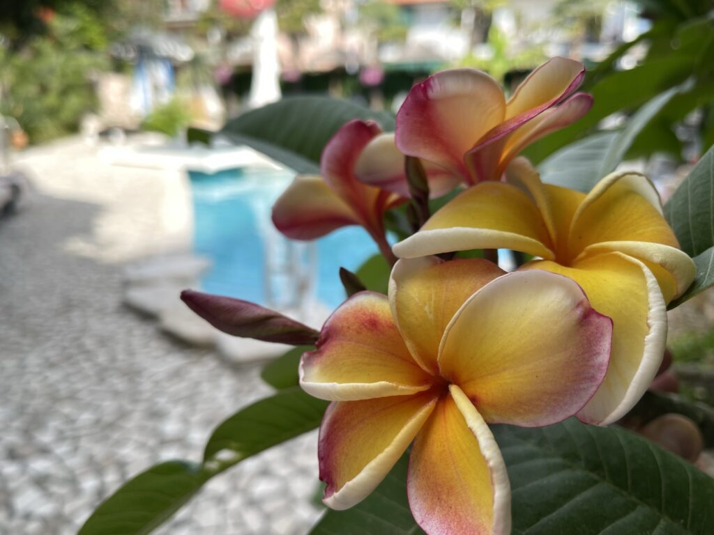 milton boutique hotel tropical garden